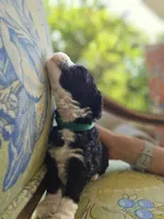 Squiggle, a male Bernedoodle for sale in Sherman, TX – 2 of 7