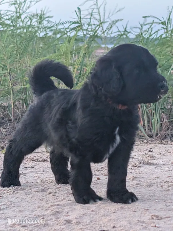 Neptune – Bernedoodle puppy for sale in Sherman, TX