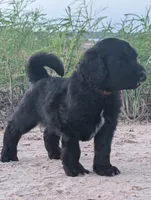 Neptune, a male Bernedoodle for sale in Sherman, TX – 1 of 4