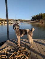 Red, a male Bernedoodle for sale in Sherman, TX – 3 of 3