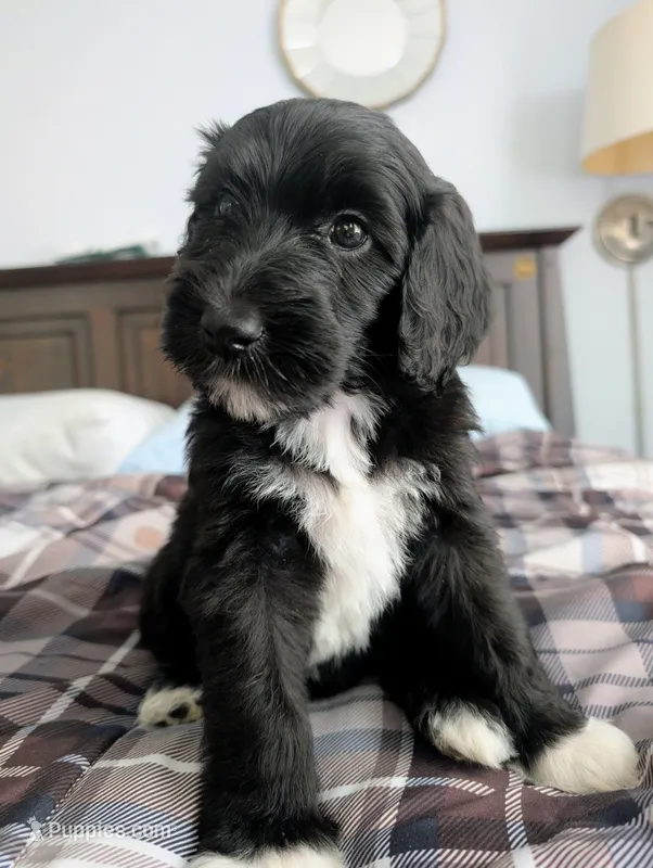 Jacqui – Bernedoodle puppy for sale in Pottsboro, TX