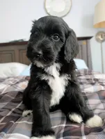 Jacqui, a female Bernedoodle for sale in Pottsboro, TX – 1 of 10