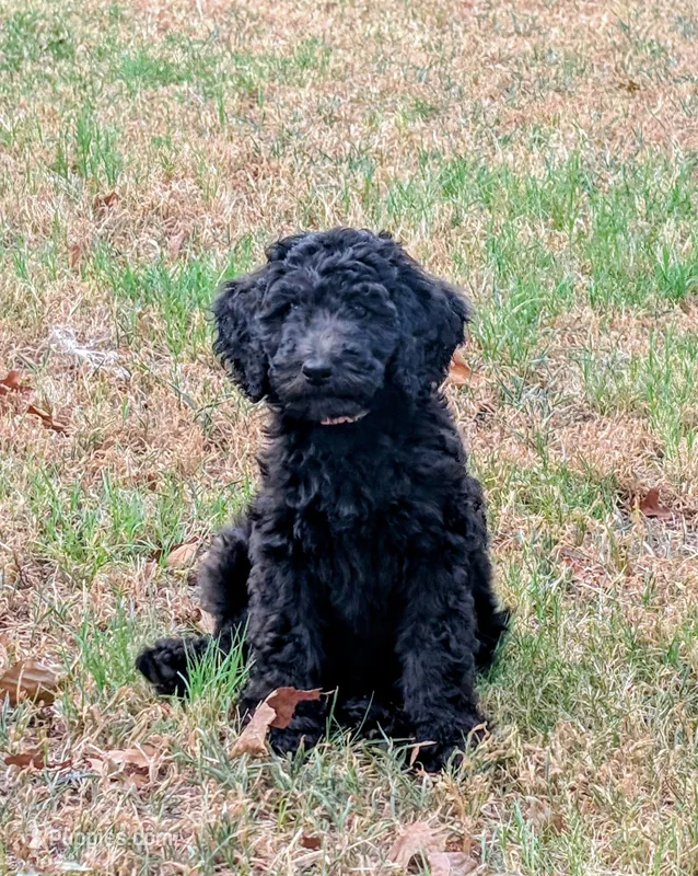 Curly Sue – Bernedoodle puppy for sale in Pottsboro, TX