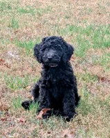 Curly Sue, a female Bernedoodle for sale in Pottsboro, TX – 1 of 8