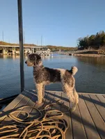 Sliver, a male Bernedoodle for sale in Sherman, TX – 6 of 9