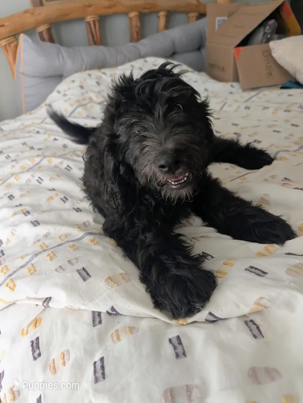 Neptune – Bernedoodle puppy for sale in Pottsboro, TX