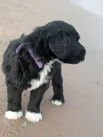 Jacqui, a female Bernedoodle for sale in Sherman, TX – 5 of 9