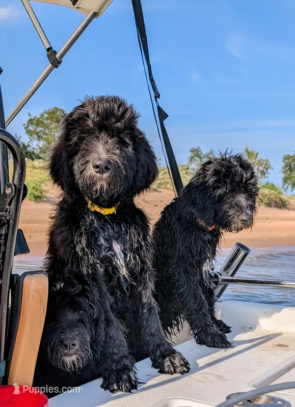 Golden boy aka Scout – Bernedoodle puppy for sale in Pottsboro, TX