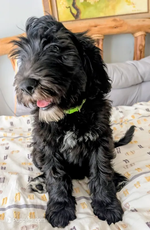 Norton (Lil' Greenie) – Bernedoodle puppy for sale in Pottsboro, TX