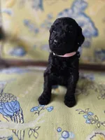 Curly, a female Bernedoodle for sale in Sherman, TX – 2 of 5