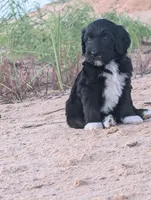 Jacqui, a female Bernedoodle for sale in Sherman, TX – 3 of 9
