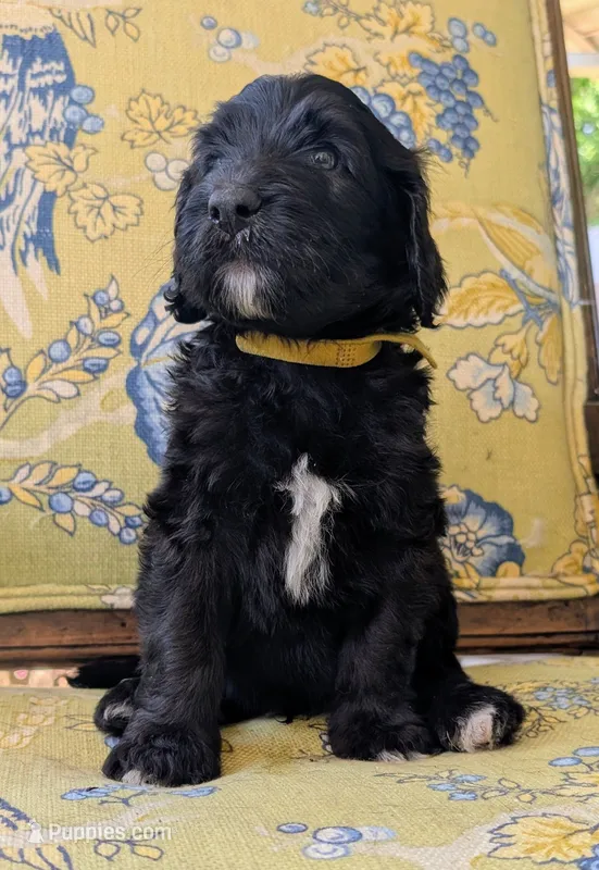 Golden Boy aka Scout – Bernedoodle puppy for sale in Sherman, TX