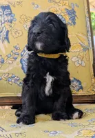 Golden Boy aka Scout, a male Bernedoodle for sale in Sherman, TX – 1 of 10