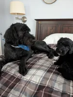 Jacqui, a female Bernedoodle for sale in Pottsboro, TX – 6 of 10