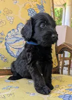 Sliver, a male Bernedoodle for sale in Sherman, TX – 2 of 9