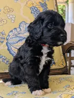 Frazier (Red), a male Bernedoodle for sale in Sherman, TX – 2 of 6