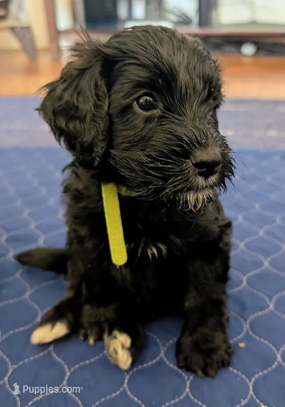 Norton (Lil' Greenie) – Bernedoodle puppy for sale in Pottsboro, TX