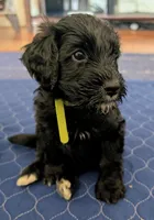 Norton (Lil' Greenie), a male Bernedoodle for sale in Sherman, TX – 3 of 7