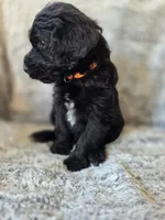 Neptune, a male Bernedoodle for sale in Pottsboro, TX – 4 of 8