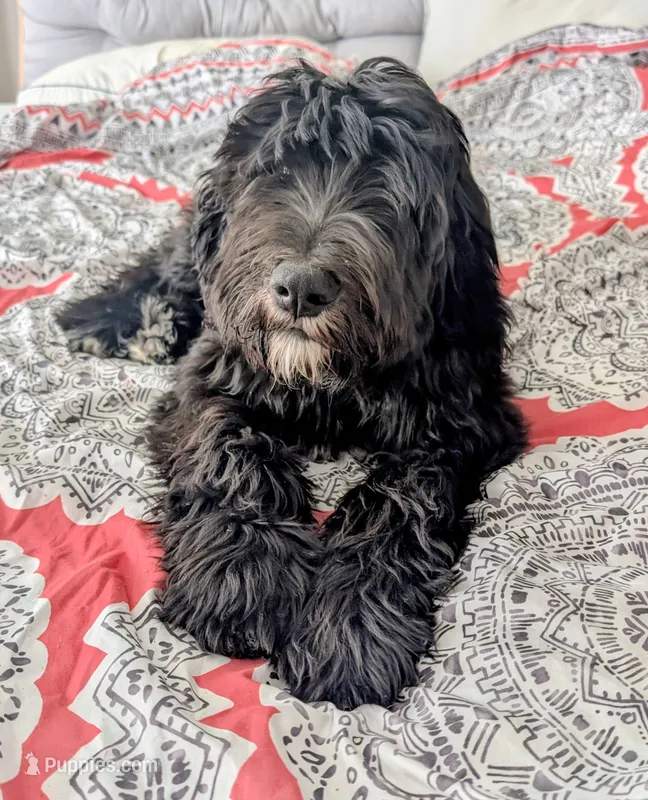 Norton – Bernedoodle puppy for sale in Pottsboro, TX
