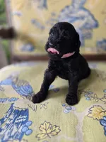 Curly, a female Bernedoodle for sale in Sherman, TX – 1 of 5