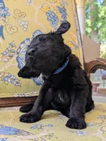 Sliver, a male Bernedoodle for sale in Sherman, TX – 3 of 9