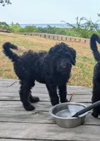 Curly Sue, a female Bernedoodle for sale in Pottsboro, TX – 2 of 8