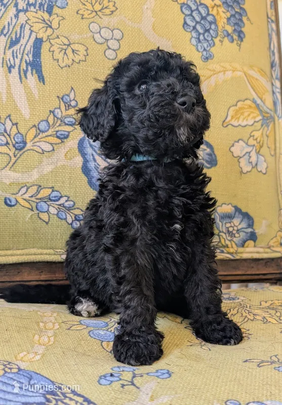 Lil' Blue – Bernedoodle puppy for sale in Sherman, TX
