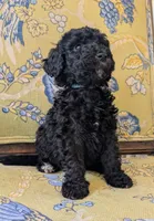 Lil' Blue, a male Bernedoodle for sale in Sherman, TX – 1 of 5