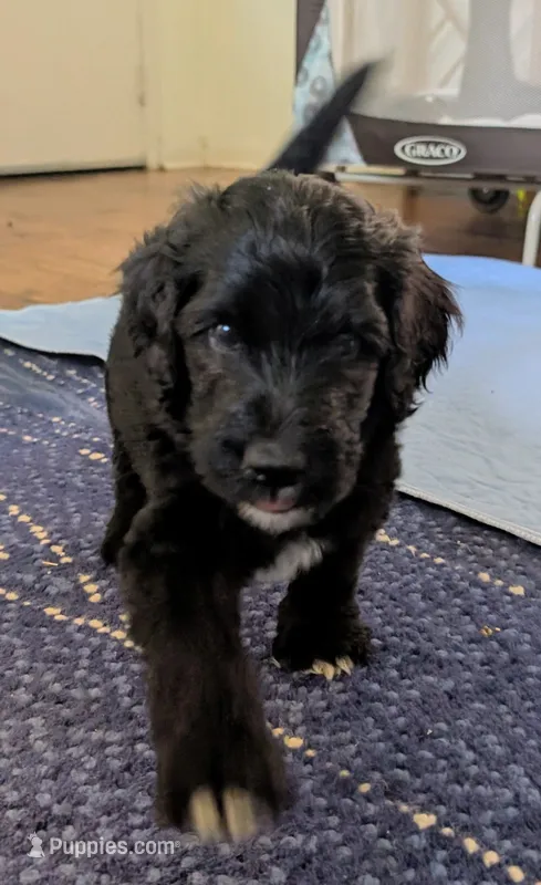 Golden Boy aka Scout – Bernedoodle puppy for sale in Pottsboro, TX