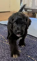 Golden Boy aka Scout, a male Bernedoodle for sale in Sherman, TX – 7 of 10