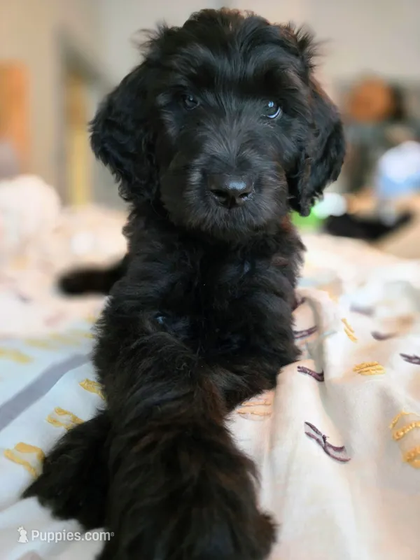Sliver – Bernedoodle puppy for sale in Pottsboro, TX