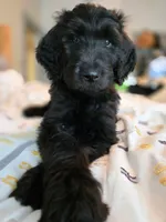 Sliver, a male Bernedoodle for sale in Pottsboro, TX – 1 of 10