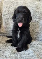 Neptune, a male Bernedoodle for sale in Pottsboro, TX – 5 of 8