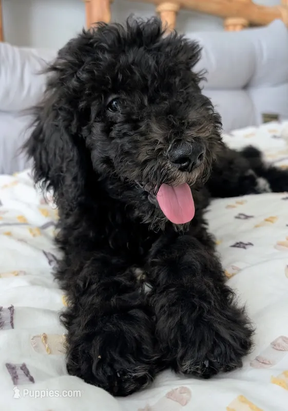 Lil' Blue – Bernedoodle puppy for sale in Pottsboro, TX