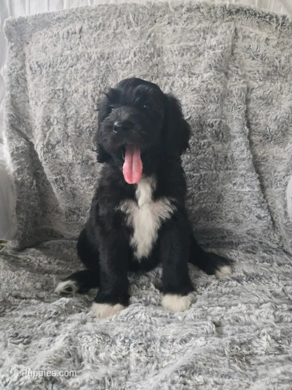 Jacqui – Bernedoodle puppy for sale in Pottsboro, TX