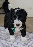 Squiggle, a male Bernedoodle for sale in Pottsboro, TX – 1 of 10