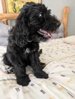 Norton (Lil' Greenie), a male Bernedoodle for sale in Pottsboro, TX – 3 of 9