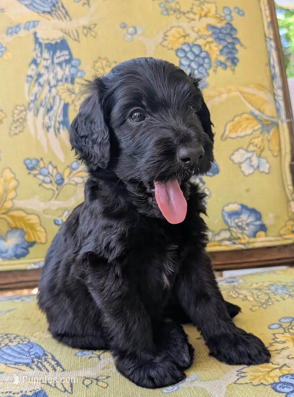Sliver – Bernedoodle puppy for sale in Sherman, TX
