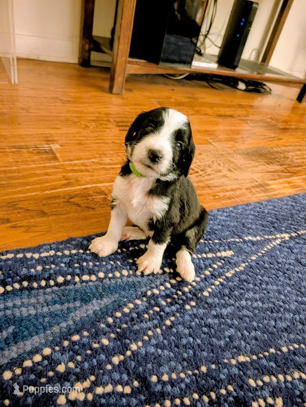 Arrow – Bernedoodle puppy for sale in Sherman, TX