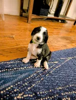 Arrow, a male Bernedoodle for sale in Sherman, TX – 1 of 4