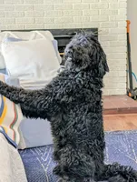 Sliver, a male Bernedoodle for sale in Sherman, TX – 5 of 9