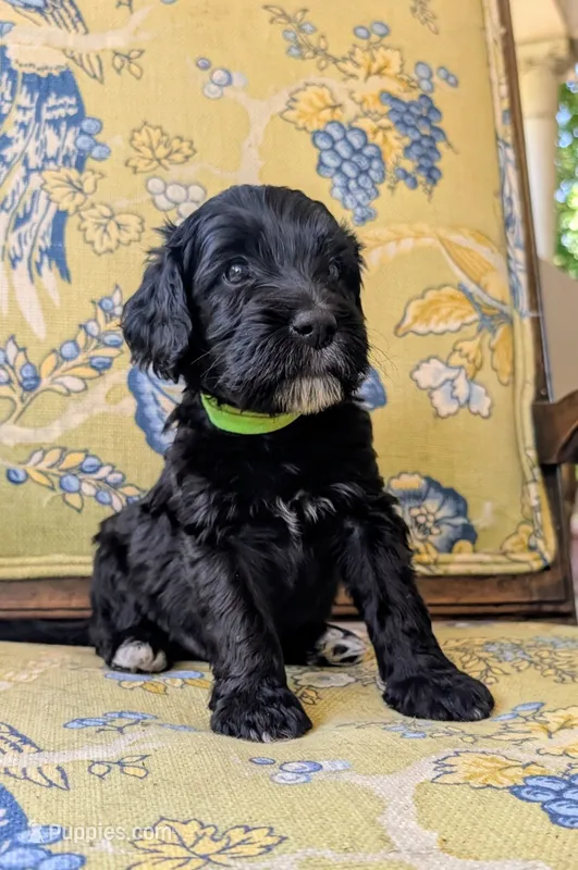 Norton (Lil' Greenie) – Bernedoodle puppy for sale in Sherman, TX