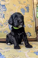 Norton (Lil' Greenie), a male Bernedoodle for sale in Sherman, TX – 1 of 7