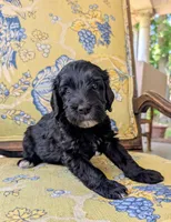 Norton (Lil' Greenie), a male Bernedoodle for sale in Sherman, TX – 2 of 7