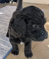 Golden Boy aka Scout, a male Bernedoodle for sale in Sherman, TX – 5 of 10