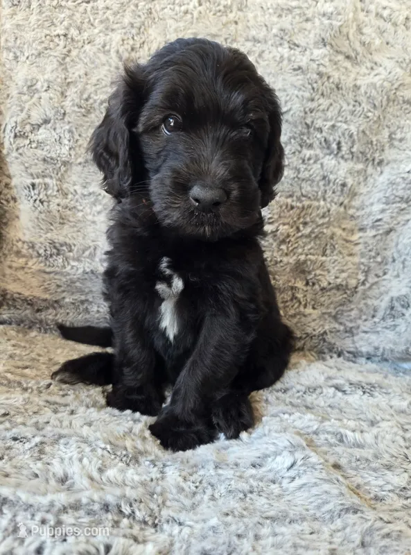 Neptune – Bernedoodle puppy for sale in Pottsboro, TX