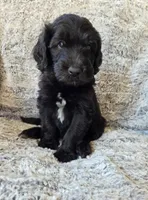 Neptune, a male Bernedoodle for sale in Pottsboro, TX – 3 of 8