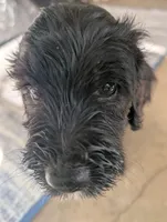 Golden Boy aka Scout, a male Bernedoodle for sale in Sherman, TX – 6 of 10