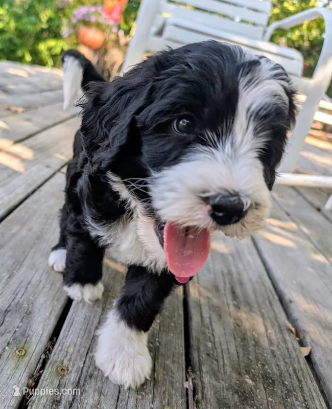 Laila – Bernedoodle puppy for sale in Pottsboro, TX